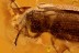 IRONCLAD BEETLE Zopherid w MANTISPIDAE Larvae Attached BALTIC AMBER 2775