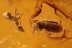 IRONCLAD BEETLE Zopherid w MANTISPIDAE Larvae Attached BALTIC AMBER 2775