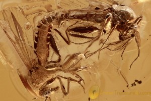 PERFECT Mating Biting Midges RAPTORIAL Hind Legs BALTIC AMBER 2779