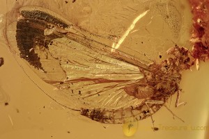  MAYFLY Great Rare Ephemeroptera Fossil Genuine BALTIC AMBER 2777