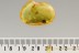  MAYFLY Great Rare Ephemeroptera Fossil Genuine BALTIC AMBER 2777