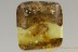GREAT SCENE Ant & Beetle Larvae Hold Air Bubble BALTIC AMBER 2778