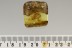 GREAT SCENE Ant & Beetle Larvae Hold Air Bubble BALTIC AMBER 2778