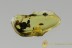 LEIODIDAE Cholevinae Superb Round Fungus Beetle & Gnat BALTIC AMBER  2781