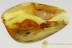 EOHELEA Rare Biting Midge Fossil & Spider BALTIC AMBER 2784