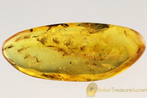 SWARM of 20 GNATS Inclusion Genuine Large BALTIC AMBER 9.8gr  2783