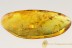 SWARM of 20 GNATS Inclusion Genuine Large BALTIC AMBER 9.8gr  2783