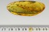 SWARM of 20 GNATS Inclusion Genuine Large BALTIC AMBER 9.8gr  2783