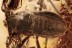 VELLIDAE Extremely Rare Predatory Water Strider BALTIC AMBER 2792