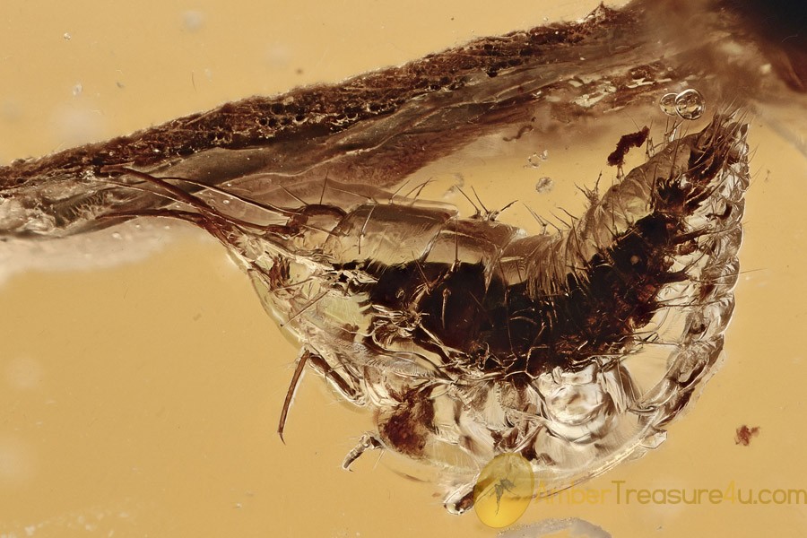 AQUATIC Larvae Neuroptera SISYRIDAE Extremely Rare BALTIC AMBER 2793