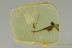 AQUATIC Larvae Neuroptera SISYRIDAE Extremely Rare BALTIC AMBER 2793