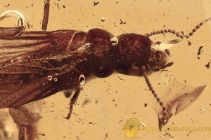 Huge SUPERB Termite Isoptera & Spider Genuine BALTIC AMBER 14.8g 2788