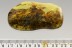 Huge SUPERB Termite Isoptera & Spider Genuine BALTIC AMBER 14.8g 2788