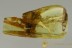 EXTREMELY RARE Superb SISYRIDAE Aquatic Larvae BALTIC AMBER 2794