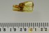 EXTREMELY RARE Superb SISYRIDAE Aquatic Larvae BALTIC AMBER 2794