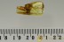 EXTREMELY RARE Superb SISYRIDAE Aquatic Larvae BALTIC AMBER 2794