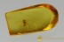 Planthopper with WAX THREADS Fulgoroidea Genuine BALTIC AMBER 2786