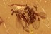 GREAT SCENE Mate Guard Flies & Mite Genuine BALTIC AMBER 2790