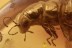 STENUS Rare Rove Beetle Staphylinidae Genuine BALTIC AMBER 2791