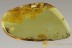 EOHELEA Rare Biting Midge Fossil Large BALTIC AMBER 2796