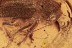 Large LEAF BEETLE Chrysomelidae Fossil Genuine BALTIC AMBER 2804