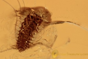 AQUATIC Larvae Tiny Scirtidae Inclusion Genuine BALTIC AMBER 2797