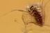 AQUATIC Larvae Tiny Scirtidae Inclusion Genuine BALTIC AMBER 2797