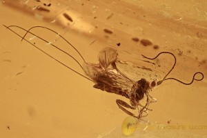 Great Wasp with VERY LONG Ovipositor Genuine BALTIC AMBER 2798