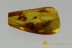 HEMIPTERA Nice TrueGreat TRUE BUG Hemiptera & MORE Inclusion Genuine BALTIC AMBER 2807