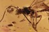 GIANT Ichneumon Wasp Ichneumonidae & Spider BALTIC AMBER 12.8g 2811