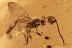 GIANT Ichneumon Wasp Ichneumonidae & Spider BALTIC AMBER 12.8g 2811