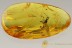 GIANT Ichneumon Wasp Ichneumonidae & Spider BALTIC AMBER 12.8g 2811