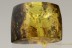 Rare MYRMICINAE Ant Fossil Genuine BALTIC AMBER 9.5g 2809