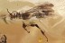 Huge APHID WASP Spheciformes Pemphredonidae BALTIC AMBER 13.5g 2814