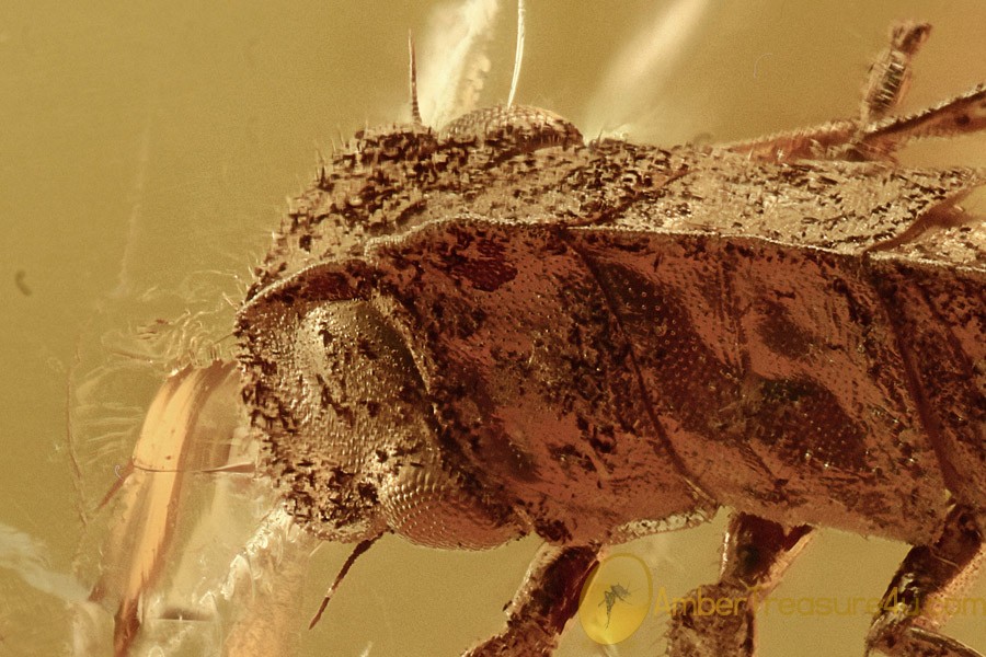 UNUSUAL Cicada Planthopper Fossil Inclusion Genuine BALTIC AMBER 2818