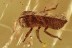 UNUSUAL Cicada Planthopper Fossil Inclusion Genuine BALTIC AMBER 2818