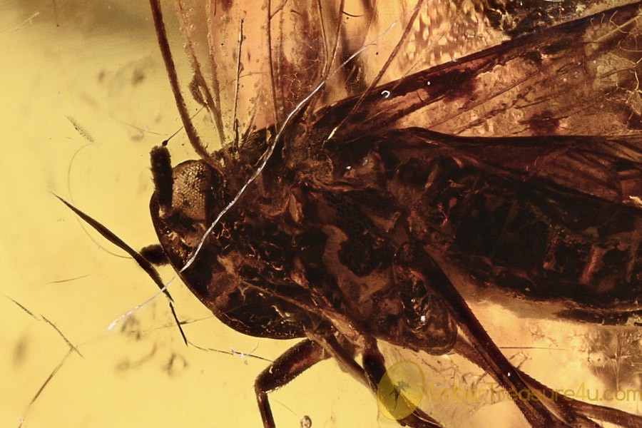Winged PLANTHOPPER Cicada Unusual Antennae BALTIC AMBER 2815