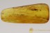 Rare MAMMALIAN HAIR All Piece Filled Genuine BALTIC AMBER 9.1g 2824