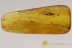 Rare MAMMALIAN HAIR All Piece Filled Genuine BALTIC AMBER 9.1g 2824