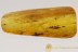 Rare MAMMALIAN HAIR All Piece Filled Genuine BALTIC AMBER 9.1g 2824