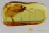  MAYFLY Great Rare EPHEMEROPTERA Nice MAYFLY Fossil Genuine BALTIC AMBER 2819