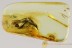 SUPERB Spread Wings PLANTHOPPER Fulgoroidea Fossil BALTIC AMBER 2822