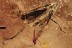 LEAFHOPPER Cicadellidae Visible GENITALIA Fossil BALTIC AMBER 2821