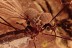  GIANT SCUTIGERIDAE House Centipede & PHORESY + More BALTIC AMBER 2826