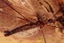  GIANT SCUTIGERIDAE House Centipede & PHORESY + More BALTIC AMBER 2826