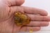  GIANT SCUTIGERIDAE House Centipede & PHORESY + More BALTIC AMBER 2826