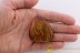  GIANT SCUTIGERIDAE House Centipede & PHORESY + More BALTIC AMBER 2826