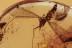 Rare TANYDERIDAE Macrochile PRIMITIVE CRANE FLY in BALTIC AMBER 2832