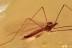 PERFECT Crane Fly Limoniidae Fossil Genuine BALTIC AMBER 2829