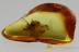 Large SPINY Dilophus March Fly BIBIONIDAE Lovebug BALTIC AMBER 2830